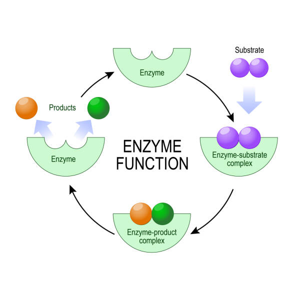 enzymfunktion. - enzyme stoffwechsel stock-grafiken, -clipart, -cartoons und -symbole