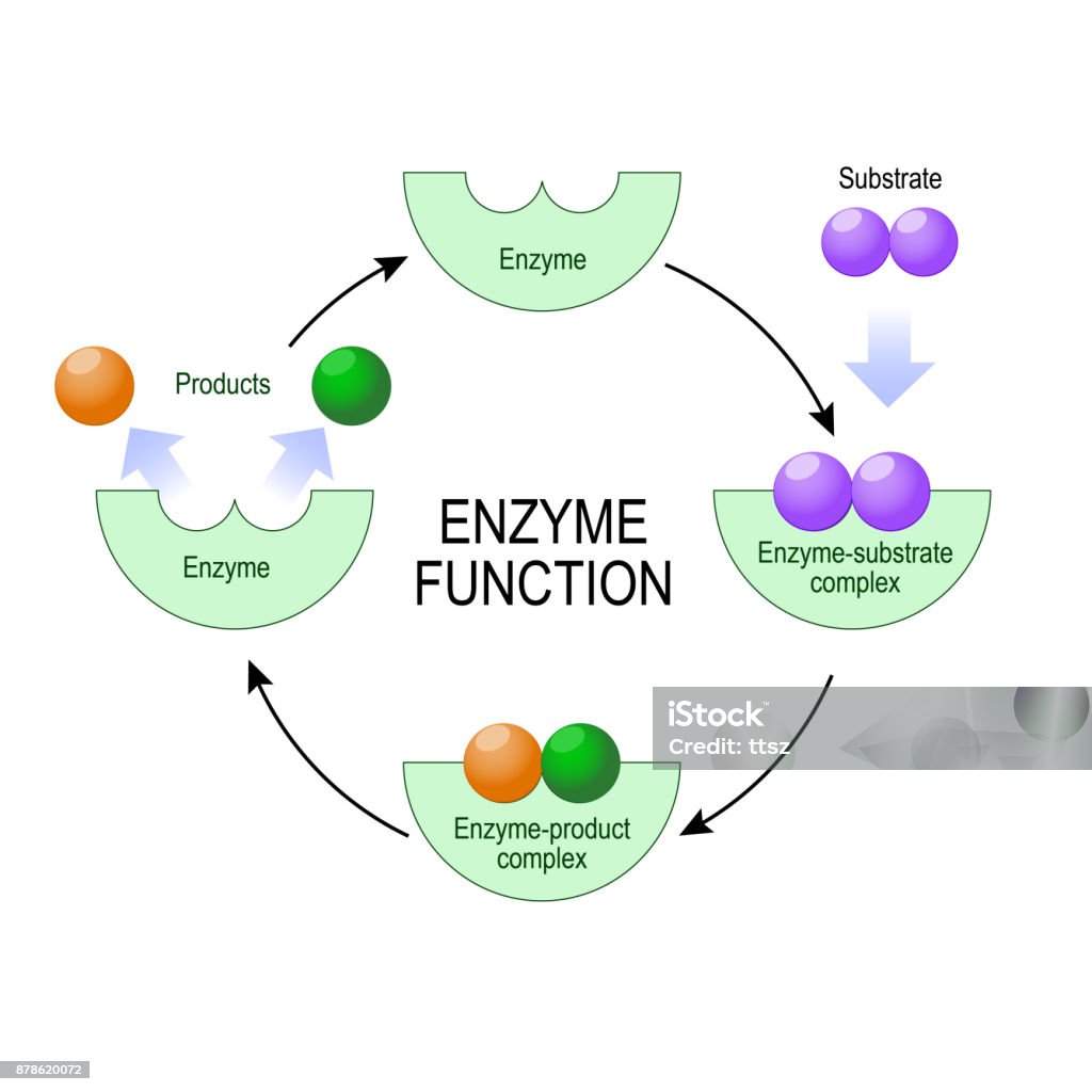 Enzyme Function Stock Illustration - Download Image Now - Enzyme, Diagram,  Illustration - iStock