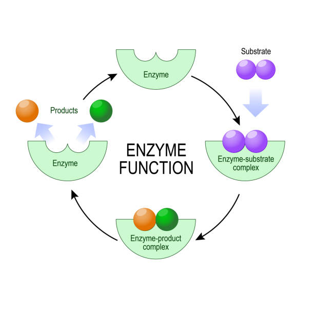 Enzyme Basic Phot 23,500+ Enzyme Stock Photos, Pictures & Royalty-Free Images - iStock