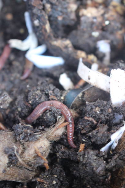 istock Compost worms in a home composting system breaking down organic material, good for the environment 878620082