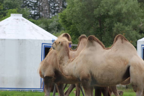 istock Huge camels used for riding places 878620420