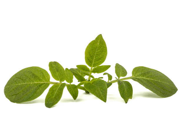 istock Leafs of potato, isolated on white background 878623790