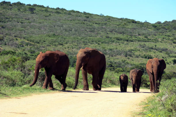 słoń stado z dzieckiem z dzieckiem rpa w parku słoni addo - addo south africa southern africa africa zdjęcia i obrazy z banku zdjęć