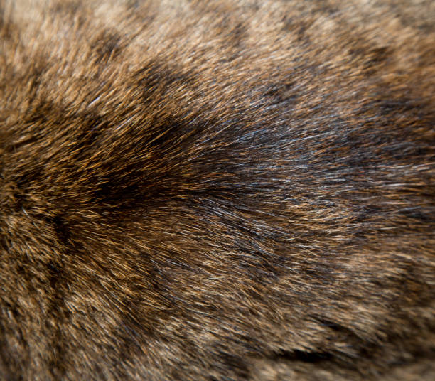 istock background of cat fur 878626120