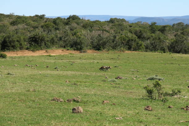 istock A black backed jackal - Canis mesomelas - in this side on landscape 878626502