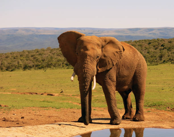 bliskie spotkanie ze słoniem w parku narodowym addo elephant south africa - addo south africa southern africa africa zdjęcia i obrazy z banku zdjęć