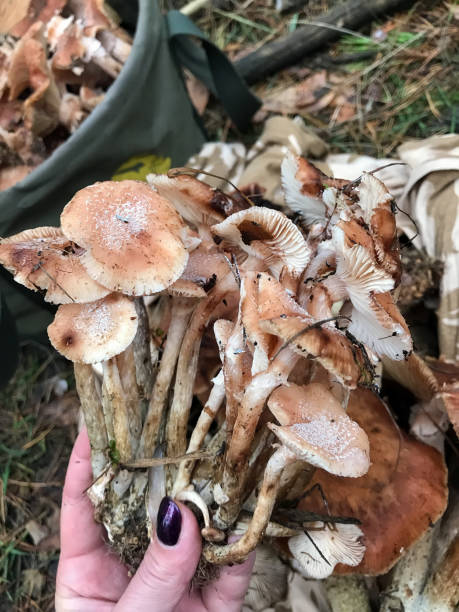 istock autumn mushrooms in collected form 878626942