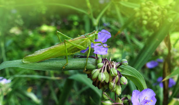 zielona szarańcza siedząca na kwiatku - locust invasion zdjęcia i obrazy z banku zdjęć