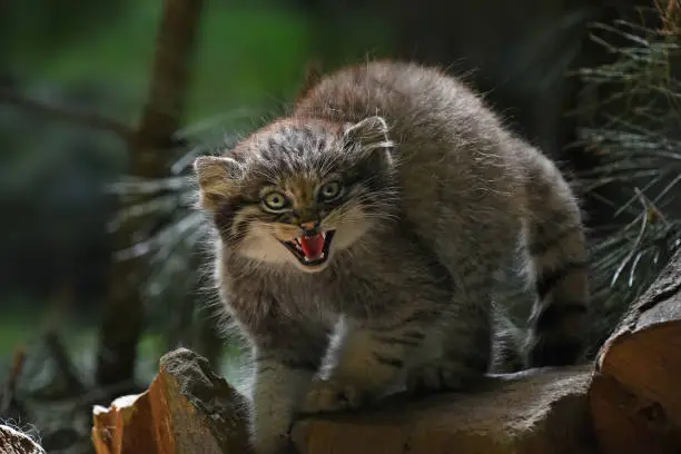 Close up portrait of one cute Manul kitten (The Pallas's cat or Otocolobus manul) looking at camera alerted, hissing and roaring with mouth open, low angle view