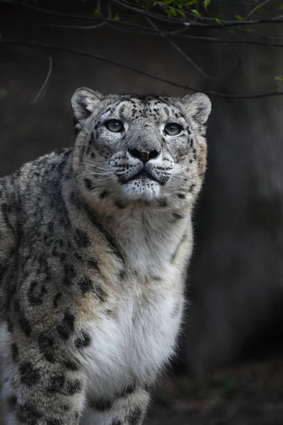 istock Close up portrait of snow leopard 878632700