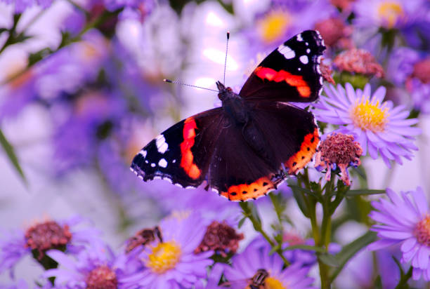 Image of a red admiral butterfly, Vanessa atalanta on the flower of a Michaelmas daisy