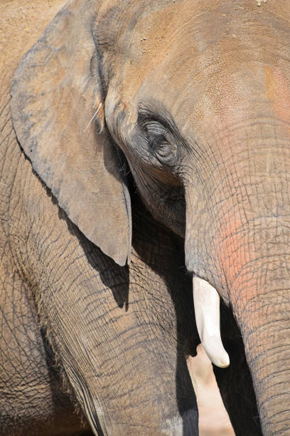 istock Extreme close up half profile portrait of elephant 878633228