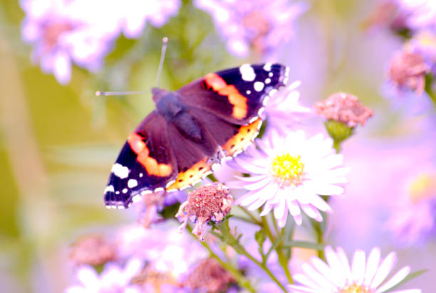 istock Vanessa atalanta, red admiral butterfly on Michaelmas Daisy 878633320