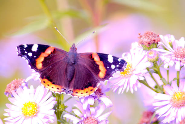 istock Vanessa atalanta, red admiral butterfly on Michaelmas Daisy 878635862