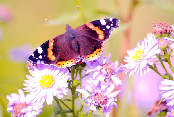 istock Vanessa atalanta, red admiral butterfly on Michaelmas Daisy 878636416