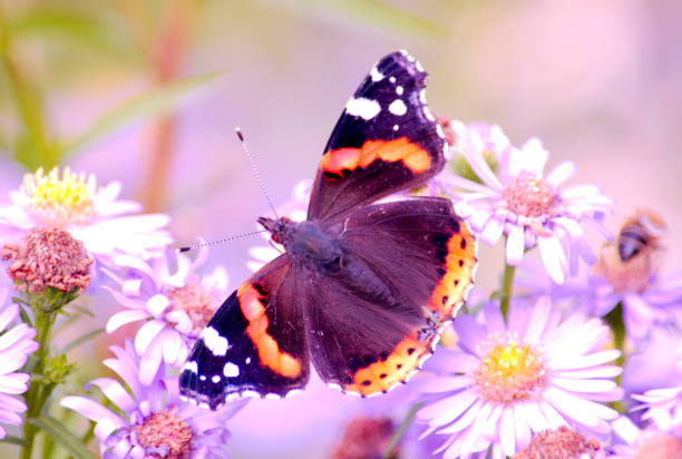 istock Vanessa atalanta, red admiral butterfly on Michaelmas Daisy 878638814