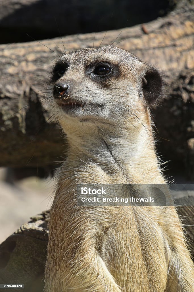Close up portrait of meerkat watching alerted Close up front portrait of one meerkat looking away alerted, low angle view Africa Stock Photo