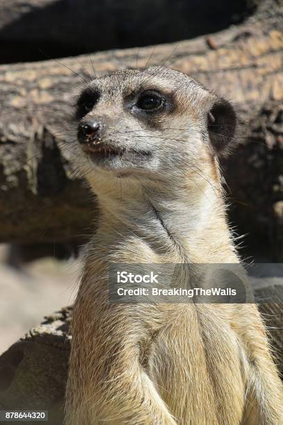 Close Up Portrait Of Meerkat Watching Alerted Stock Photo - Download Image Now - Africa, Alertness, Animal