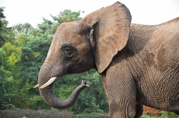 istock Close up side profile portrait of African elephant 878644444