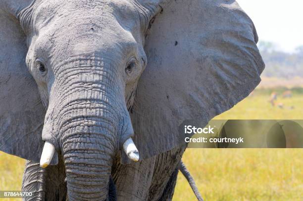 Photo libre de droit de Gros Plan Dune Tête Déléphants banque d'images et plus d'images libres de droit de Éléphant - Éléphant, Plan rapproché, Tête d'un animal