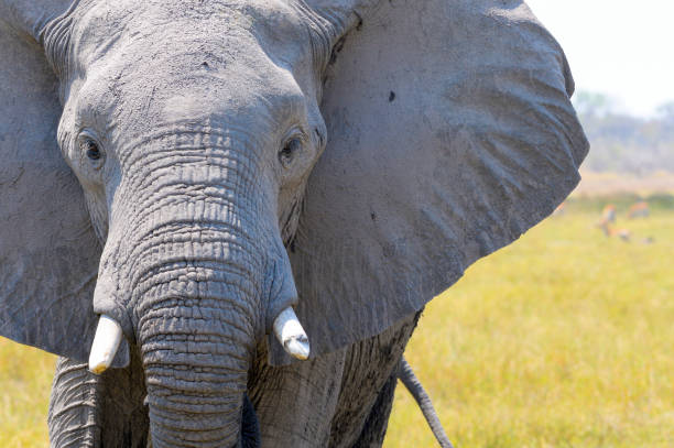 코끼리 머리 닫습니다. - animal close up elephant animal eye 뉴스 사진 이미지