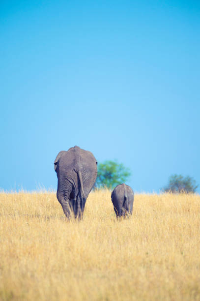 Elephant mother and calf. They are on the African savannah