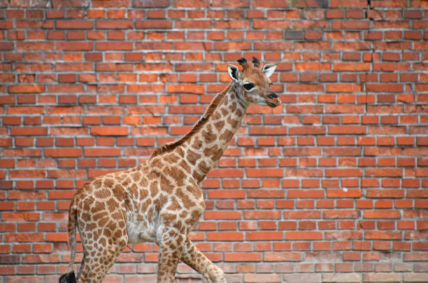 Close up side profile portrait of one young baby calf giraffe looking at camera over background of red brick wall, low angle view