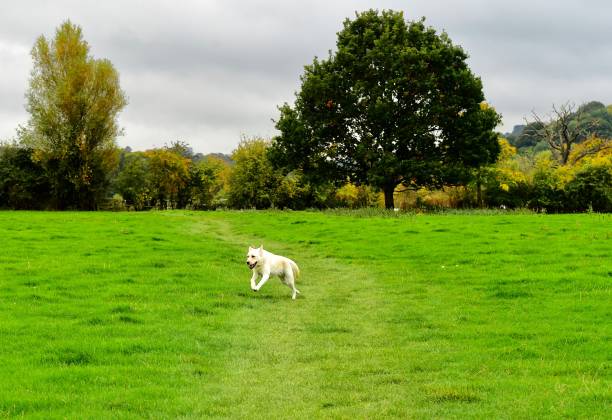 istock Labrador Retriever running in a pasture 878647746