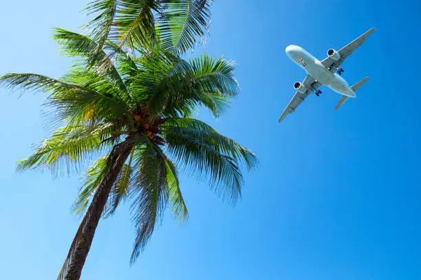 Photo of Palm Tree And An Airplane