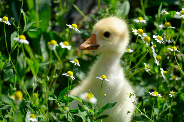 istock small yellow gosling in green grass 878659842