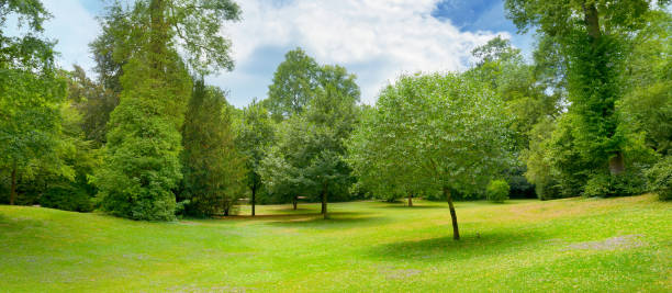 istock Beautiful meadow covered with grass in the park 878661736