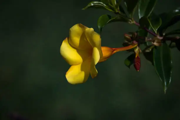 Yellow allamanda at the gardens of Brasilia city.
