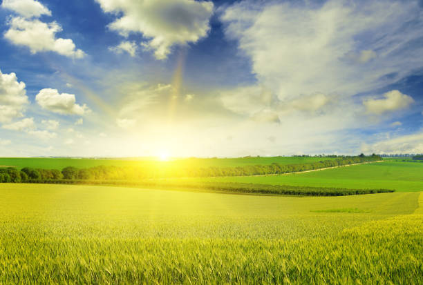 istock Beautiful sunset on wheat field 878662036