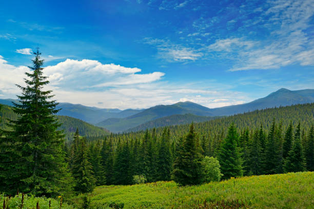 istock Beautiful pine trees on background high mountains. 878662042