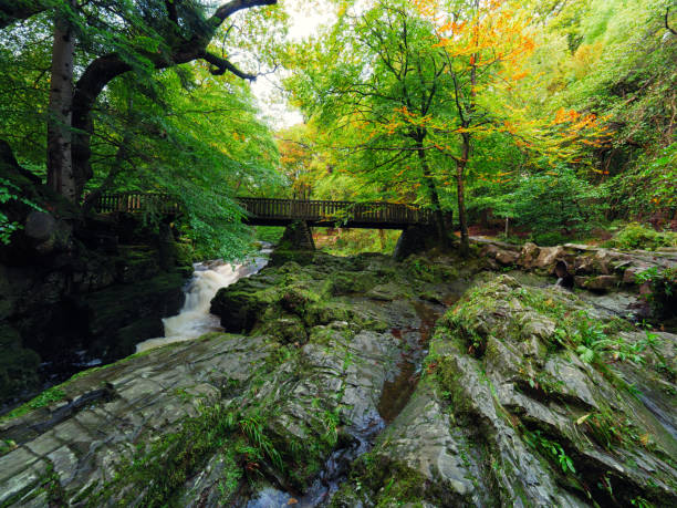 istock Mountain stream in green forest at Autumn time 878662294
