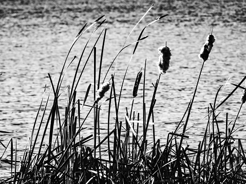 Cattail Typha latifolia by the water