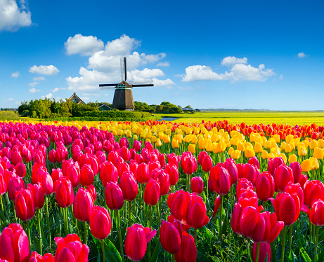 Colourful tulips in front of a Dutch Windmill