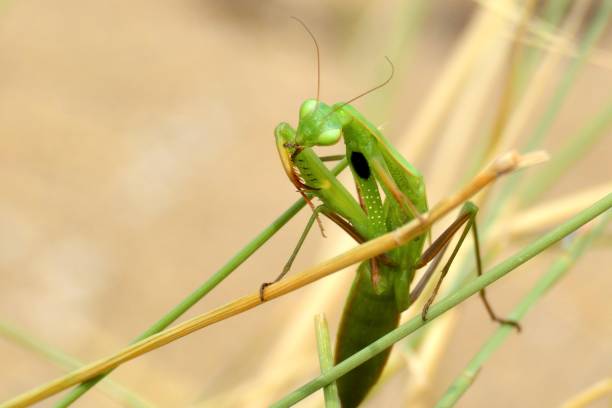istock European mantis Mantis Religiosa on a dried stalk cleaning its front spiky legs 878671460