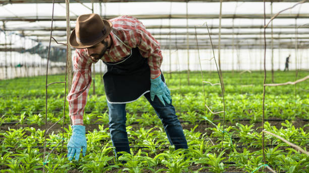 istock Human hand In Gloves Gardening 878671852