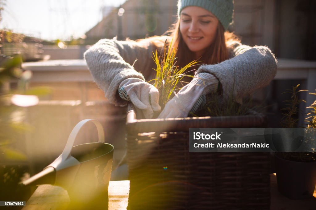 Taking care of my rooftop garden Photo of a young woman taking care of her rooftop garden on the balcony over the city, on a beautiful, sunny, autumn day Gardening Stock Photo