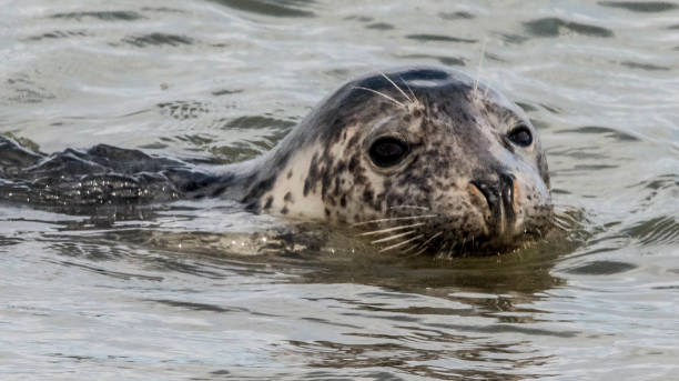 istock cute common grey seal swimming in the sea 878674650