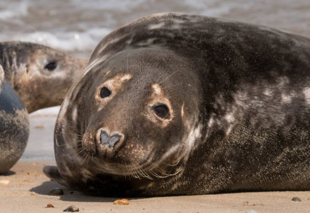 istock cute common grey seal on the beach close up 878677008