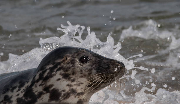 istock cute common grey seal on the beach close up 878677016