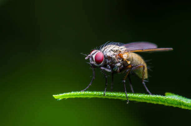 drosophila fruit fly diptera insetto su erba verde - mosca domestica foto e immagini stock