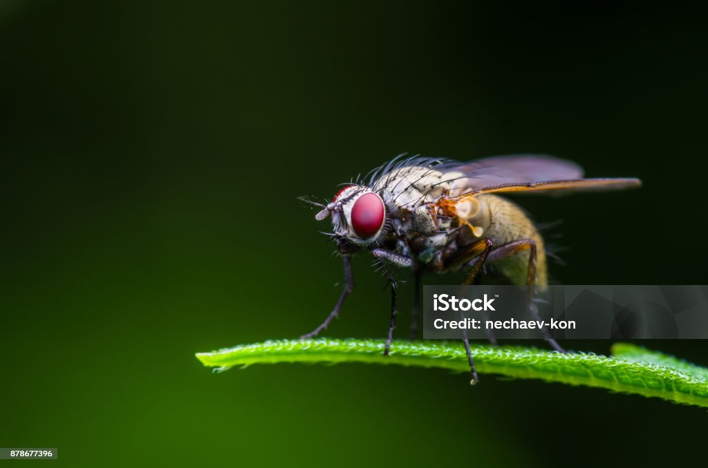 Drosophila Fruit Fly Diptera Insect on Green Grass Drosophila Fruit Fly Diptera Insect on Green Grass Close-up Housefly Stock Photo