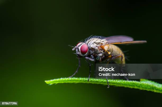 Drosophila Fruit Fly Diptera Insect On Green Grass Stock Photo - Download Image Now - Fruitfly, Housefly, Flying