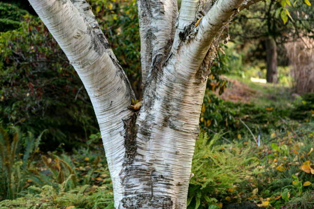 Closeup / macro of a himalayan birch tree (betula utilis) Closeup / macro of a himalayan birch tree (betula utilis) betula utilis stock pictures, royalty-free photos & images