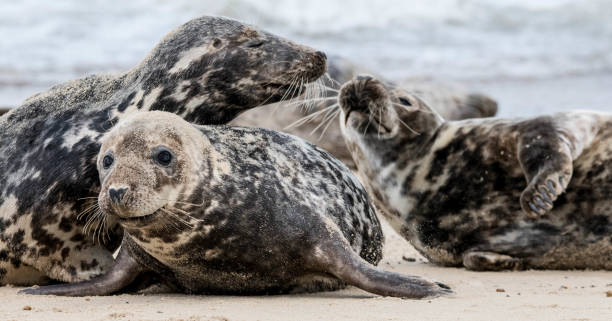 istock group of cute funny seals play fighting on the beach 878677728