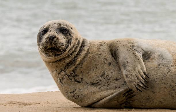 istock cute funny  seal posing on the beach close up 878686018