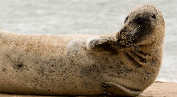 istock cute funny  seal posing on the beach close up 878686032